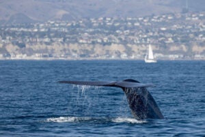whale in the ocean, blue whale fluke, A blue whale raises its fl